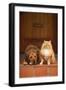 Dog and Cat Sitting on Front Step-DLILLC-Framed Photographic Print