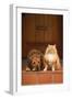 Dog and Cat Sitting on Front Step-DLILLC-Framed Photographic Print