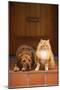 Dog and Cat Sitting on Front Step-DLILLC-Mounted Photographic Print