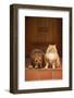 Dog and Cat Sitting on Front Step-DLILLC-Framed Photographic Print