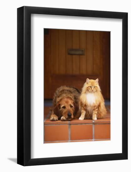 Dog and Cat Sitting on Front Step-DLILLC-Framed Photographic Print