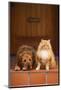 Dog and Cat Sitting on Front Step-DLILLC-Mounted Photographic Print