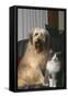 Dog and Cat Sitting Together in Armchair-DLILLC-Framed Stretched Canvas