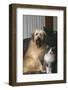Dog and Cat Sitting Together in Armchair-DLILLC-Framed Photographic Print
