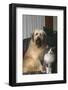 Dog and Cat Sitting Together in Armchair-DLILLC-Framed Photographic Print