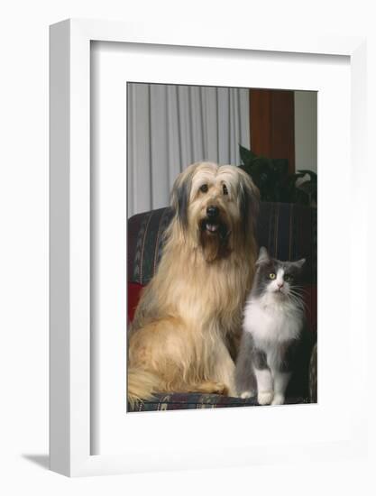 Dog and Cat Sitting Together in Armchair-DLILLC-Framed Photographic Print