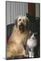 Dog and Cat Sitting Together in Armchair-DLILLC-Mounted Photographic Print
