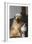 Dog and Cat Sitting Together in Armchair-DLILLC-Framed Photographic Print