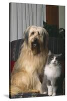 Dog and Cat Sitting Together in Armchair-DLILLC-Stretched Canvas