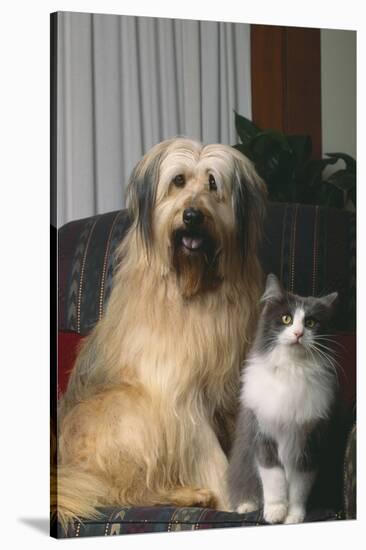 Dog and Cat Sitting Together in Armchair-DLILLC-Stretched Canvas