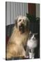 Dog and Cat Sitting Together in Armchair-DLILLC-Stretched Canvas