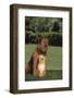 Dog and Cat Sitting Together on Lawn-DLILLC-Framed Photographic Print