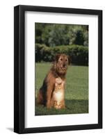 Dog and Cat Sitting Together on Lawn-DLILLC-Framed Photographic Print