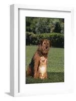 Dog and Cat Sitting Together on Lawn-DLILLC-Framed Photographic Print