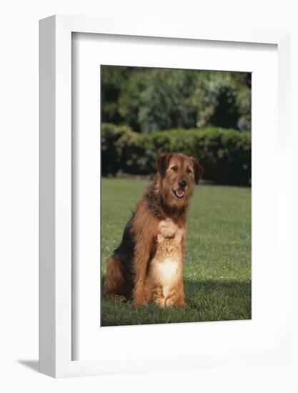 Dog and Cat Sitting Together on Lawn-DLILLC-Framed Photographic Print