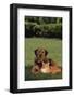 Dog and Cat Sitting Together on Lawn-DLILLC-Framed Photographic Print