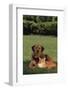 Dog and Cat Sitting Together on Lawn-DLILLC-Framed Photographic Print