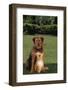 Dog and Cat Sitting Together on Lawn-DLILLC-Framed Photographic Print