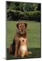 Dog and Cat Sitting Together on Lawn-DLILLC-Mounted Photographic Print