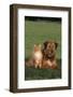 Dog and Cat Sitting Together on Lawn-DLILLC-Framed Photographic Print