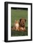 Dog and Cat Sitting Together on Lawn-DLILLC-Framed Photographic Print