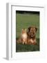 Dog and Cat Sitting Together on Lawn-DLILLC-Framed Photographic Print