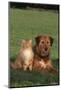 Dog and Cat Sitting Together on Lawn-DLILLC-Mounted Photographic Print