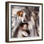 Dog and Cat under a Plaid. Pet Warms under a Blanket in Cold Autumn Weather-null-Framed Photographic Print