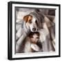 Dog and Cat under a Plaid. Pet Warms under a Blanket in Cold Autumn Weather-null-Framed Photographic Print