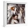 Dog and Cat under a Plaid. Pet Warms under a Blanket in Cold Autumn Weather-null-Framed Photographic Print