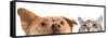 Dog and Cat up and close on the Camera-websubstance-Framed Stretched Canvas
