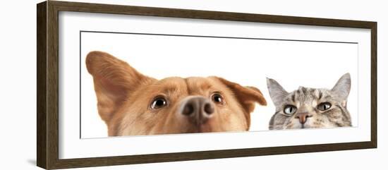 Dog and Cat up and close on the Camera-websubstance-Framed Photographic Print