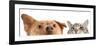 Dog and Cat up and close on the Camera-websubstance-Framed Photographic Print