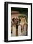 Dog and Cat Waiting beside the Fence-DLILLC-Framed Photographic Print