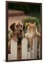 Dog and Cat Waiting beside the Fence-DLILLC-Framed Photographic Print