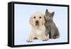 Dog and Cat Yellow Labrador Puppy with Chartreux Kitten-null-Framed Stretched Canvas