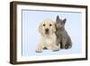 Dog and Cat Yellow Labrador Puppy with Chartreux Kitten-null-Framed Photographic Print