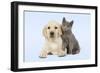 Dog and Cat Yellow Labrador Puppy with Chartreux Kitten-null-Framed Photographic Print