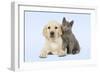 Dog and Cat Yellow Labrador Puppy with Chartreux Kitten-null-Framed Photographic Print