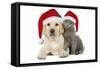 Dog and Cat Yellow Labrador Puppy with Chartreux-null-Framed Stretched Canvas