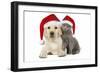 Dog and Cat Yellow Labrador Puppy with Chartreux-null-Framed Photographic Print