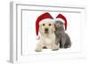 Dog and Cat Yellow Labrador Puppy with Chartreux-null-Framed Photographic Print