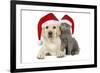 Dog and Cat Yellow Labrador Puppy with Chartreux-null-Framed Photographic Print