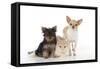 Dog and Cat Yorkshire Terrier Puppy Sitting And-null-Framed Stretched Canvas