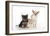 Dog and Cat Yorkshire Terrier Puppy Sitting And-null-Framed Photographic Print