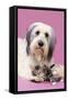 Dog and Kitten with Head on Dogos Paw-null-Framed Stretched Canvas