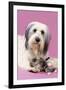 Dog and Kitten with Head on Dogos Paw-null-Framed Photographic Print