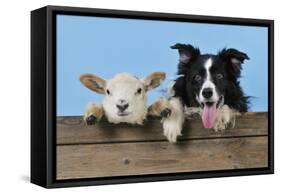 Dog and Lamb, Border Collie and Cross Breed Lamb-null-Framed Stretched Canvas