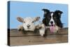 Dog and Lamb, Border Collie and Cross Breed Lamb-null-Stretched Canvas