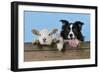 Dog and Lamb, Border Collie and Cross Breed Lamb-null-Framed Photographic Print